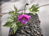 /album/fotogalerie-nabidka/viola-beniduru1-jpg1/
